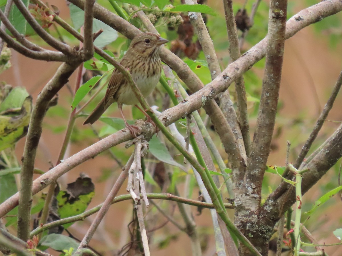 Lincoln's Sparrow - ML645927008