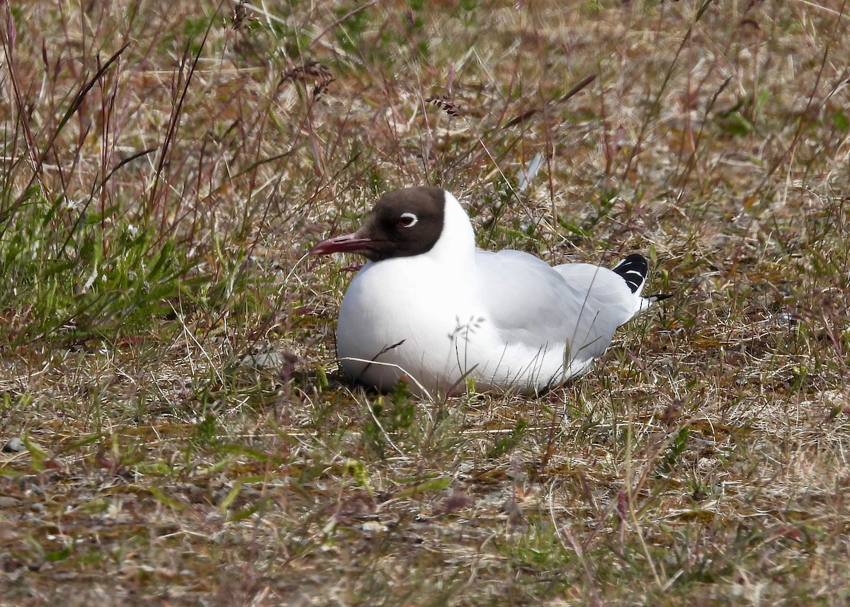 Black-headed Gull - ML645927009