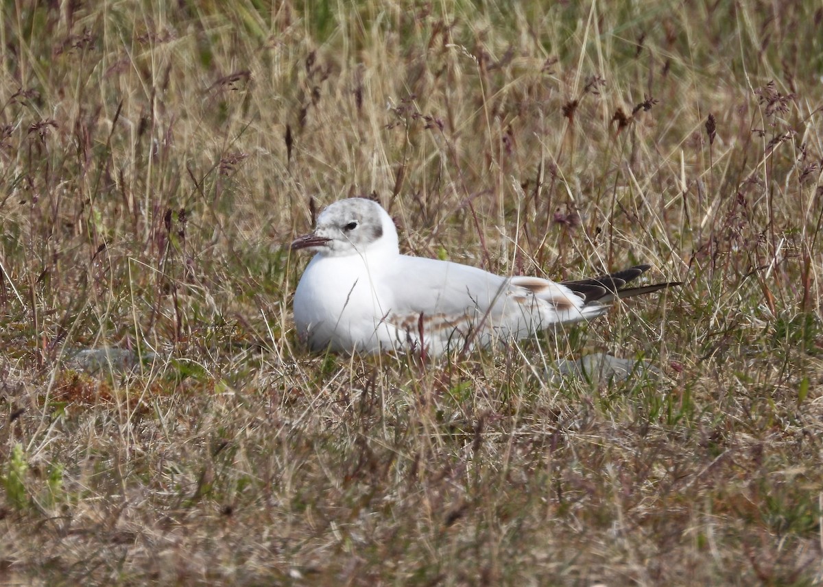 Black-headed Gull - ML645927010