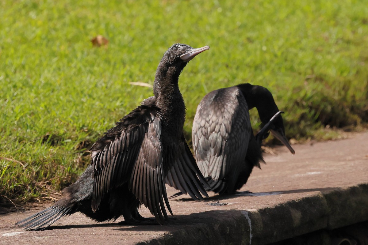 Little Black Cormorant - ML645927012