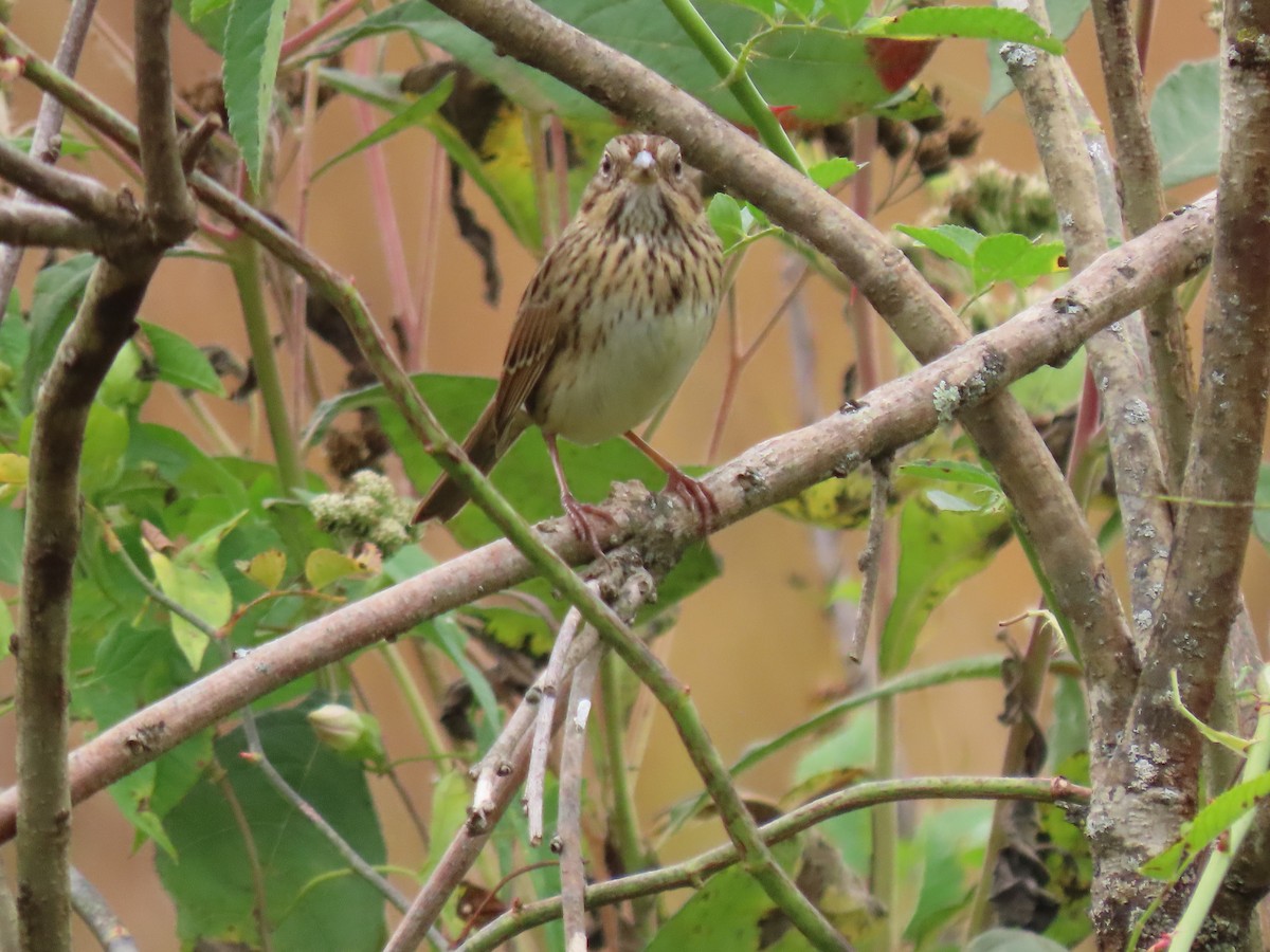 Lincoln's Sparrow - ML645927013