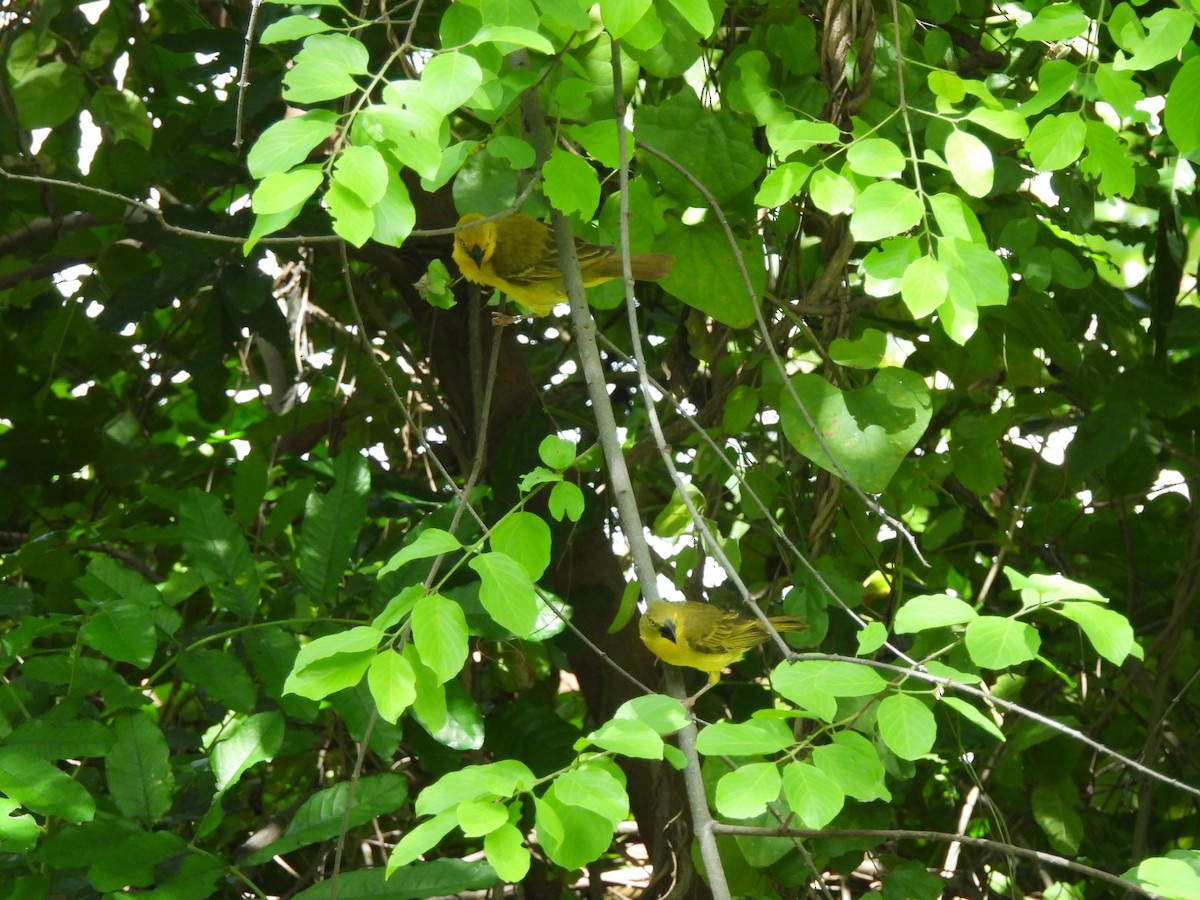 Holub's Golden-Weaver - ML645927014