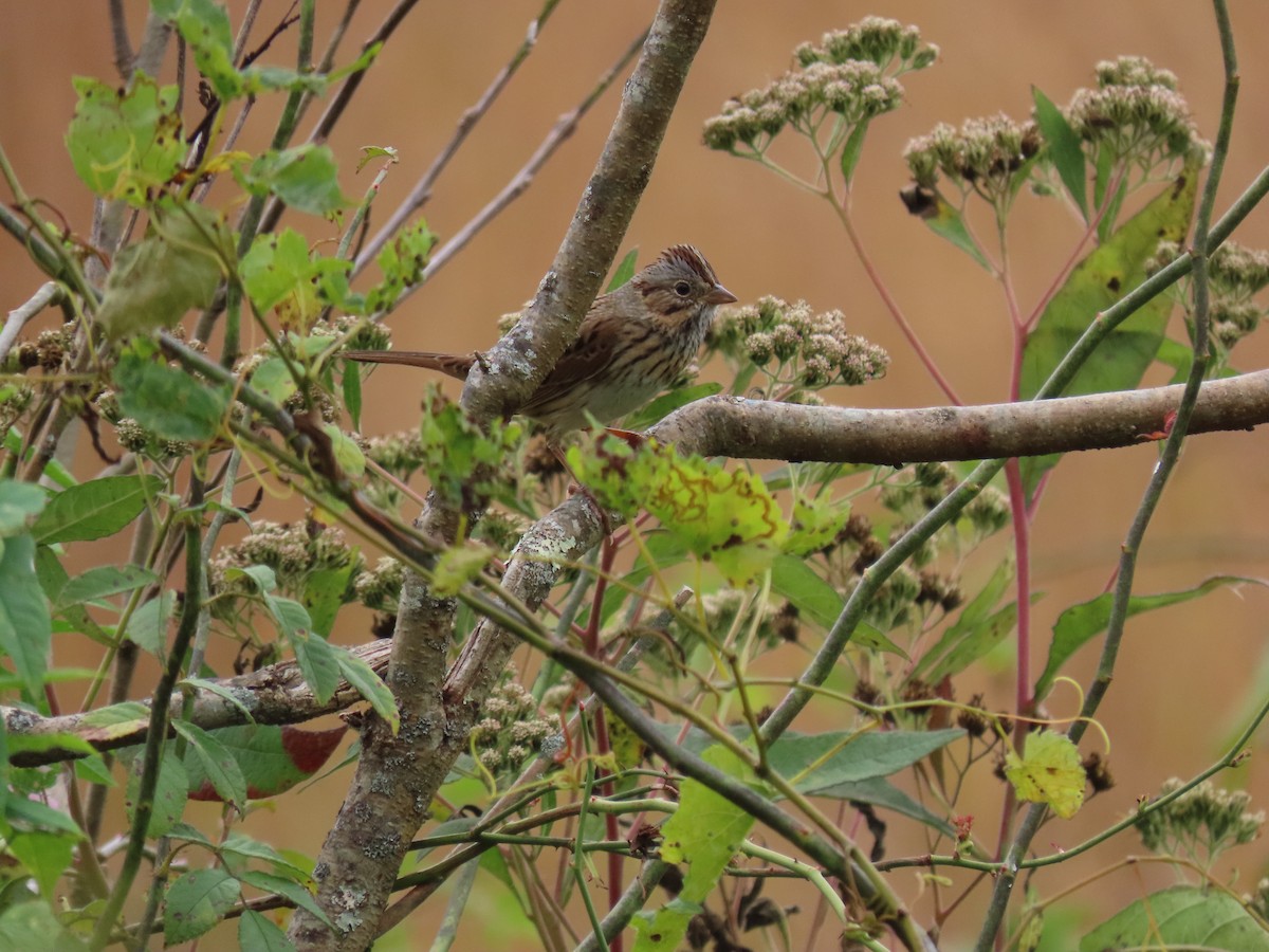 strnadec pruhohlavý - ML645927019