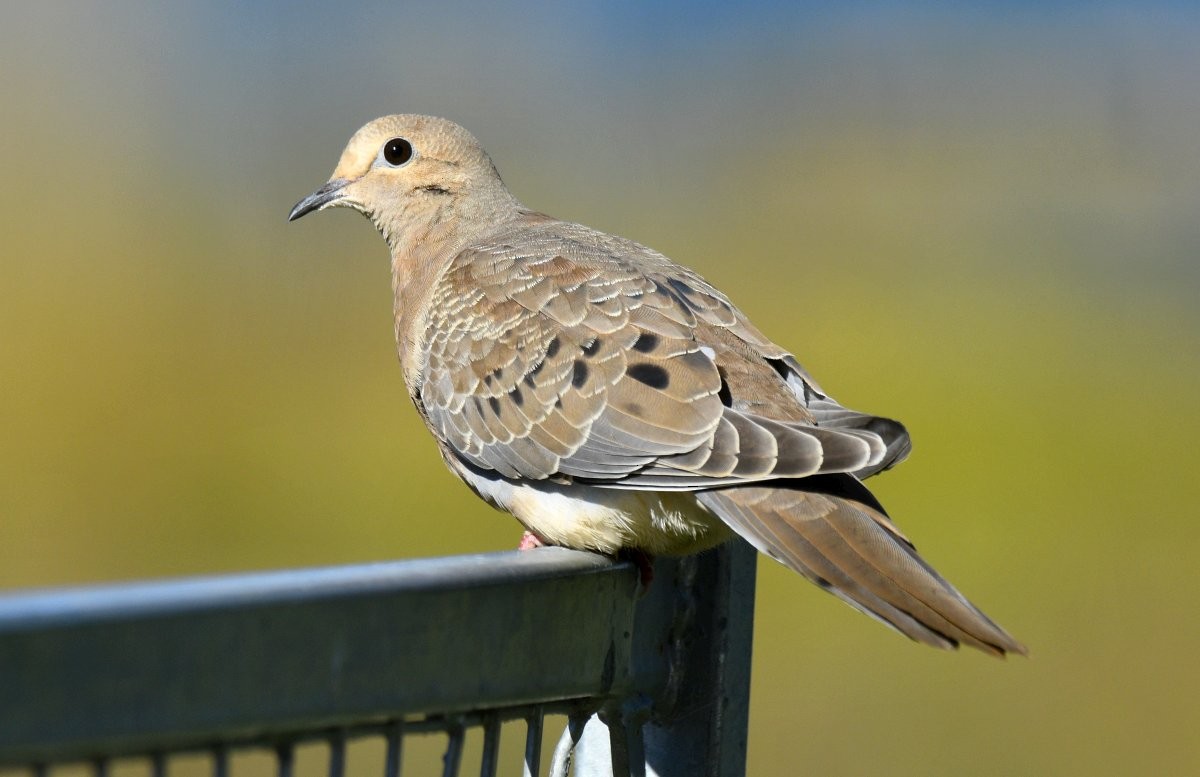Mourning Dove - ML645927020