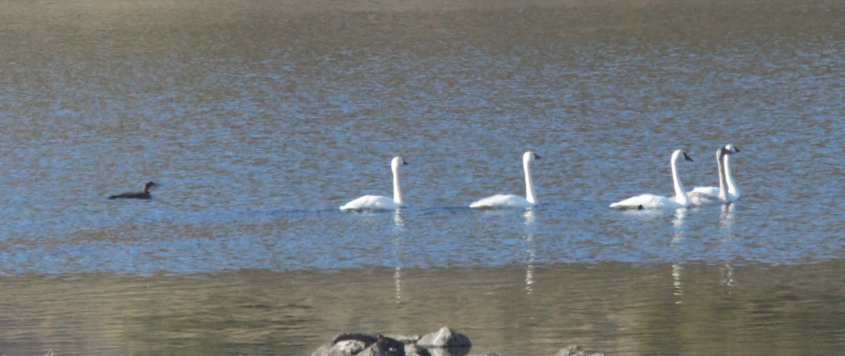 Tundra Swan - ML645927021
