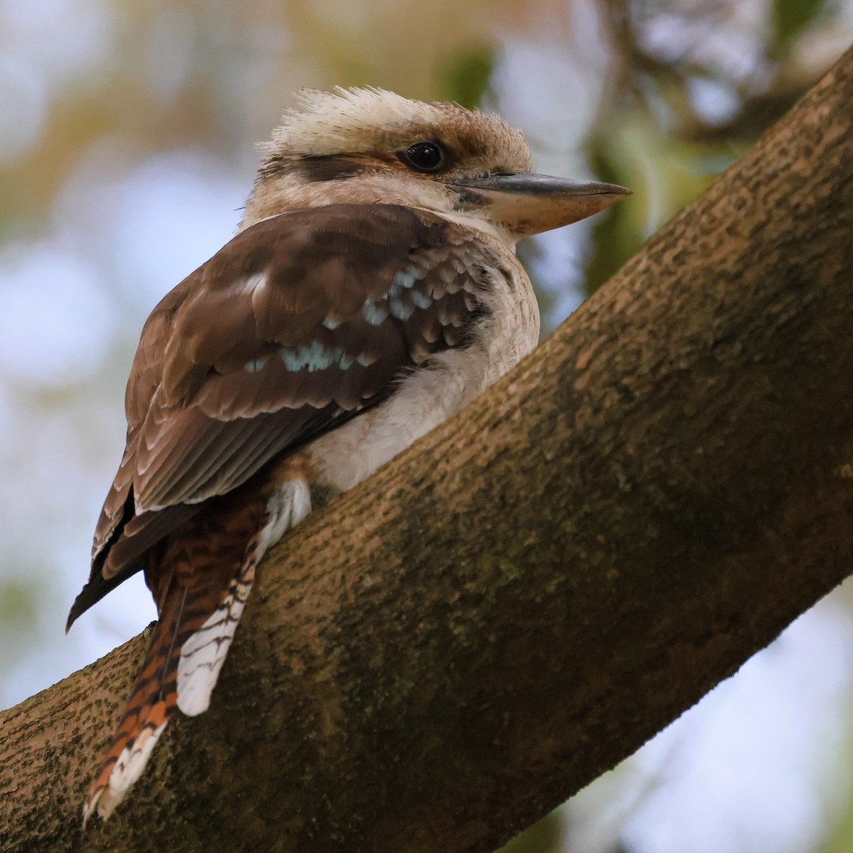 ledňák obrovský - ML645927026