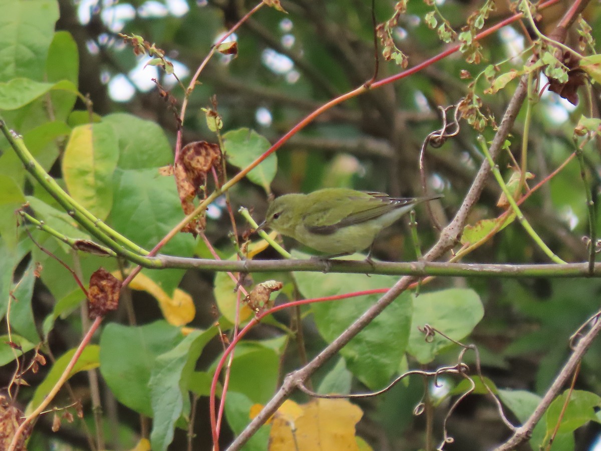 Tennessee Warbler - ML645927028