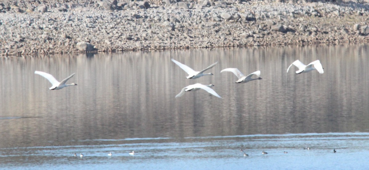 Tundra Swan - ML645927031