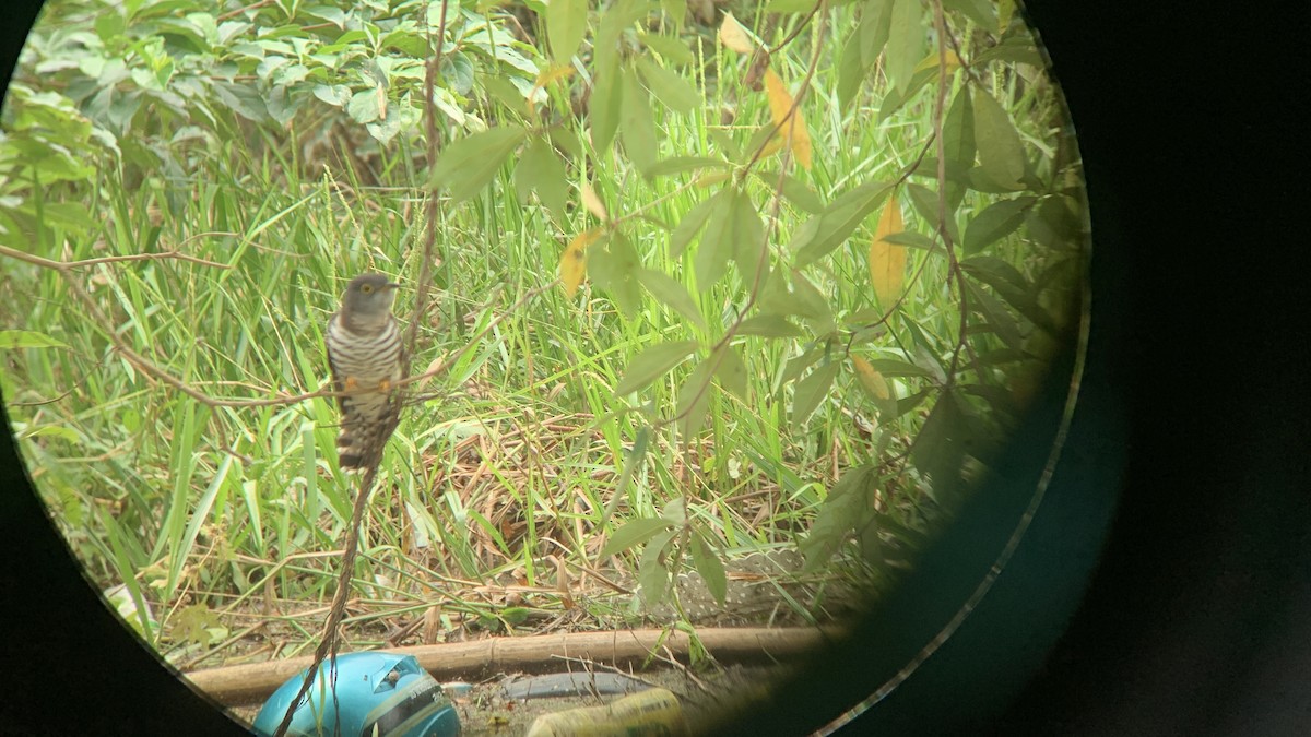 四聲杜鵑 - ML645927034