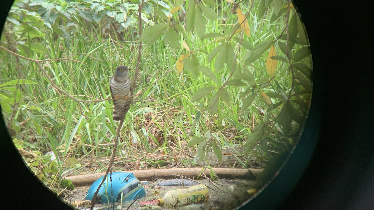 四聲杜鵑 - ML645927035