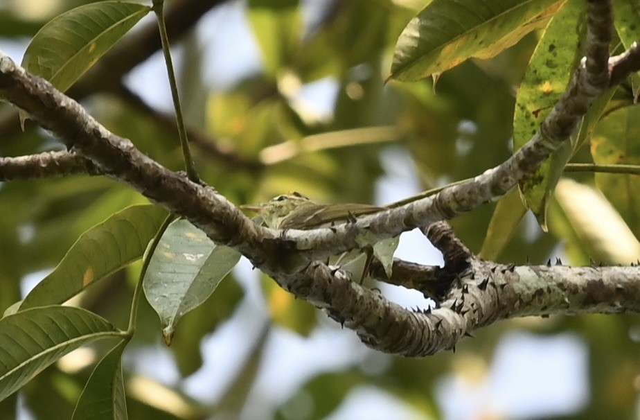 Large-billed Leaf Warbler - ML645927041