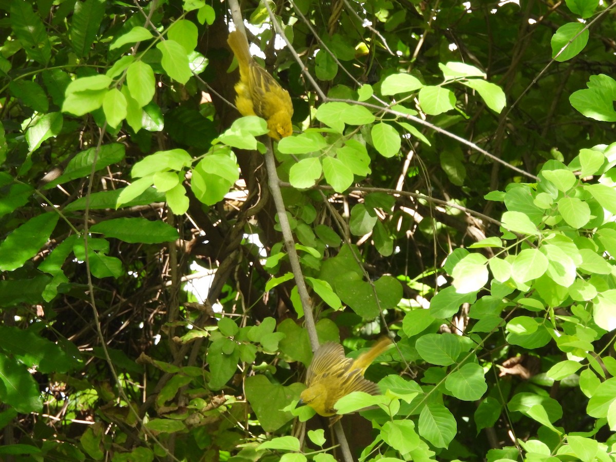Holub's Golden-Weaver - ML645927044