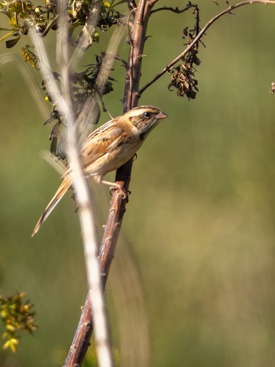 Ochre-rumped Bunting - ML645927045