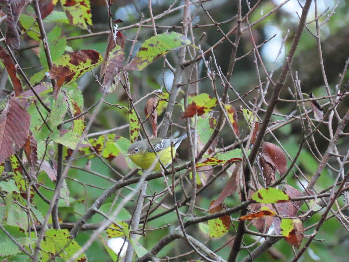 Magnolia Warbler - ML645927046