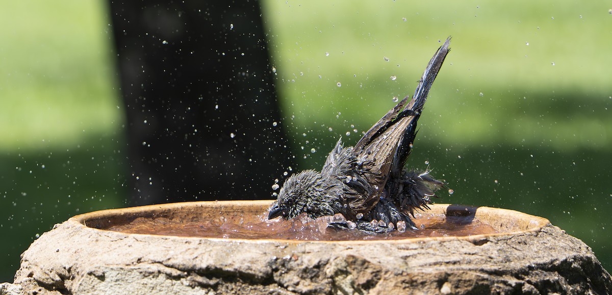 Apostlebird - ML645927047