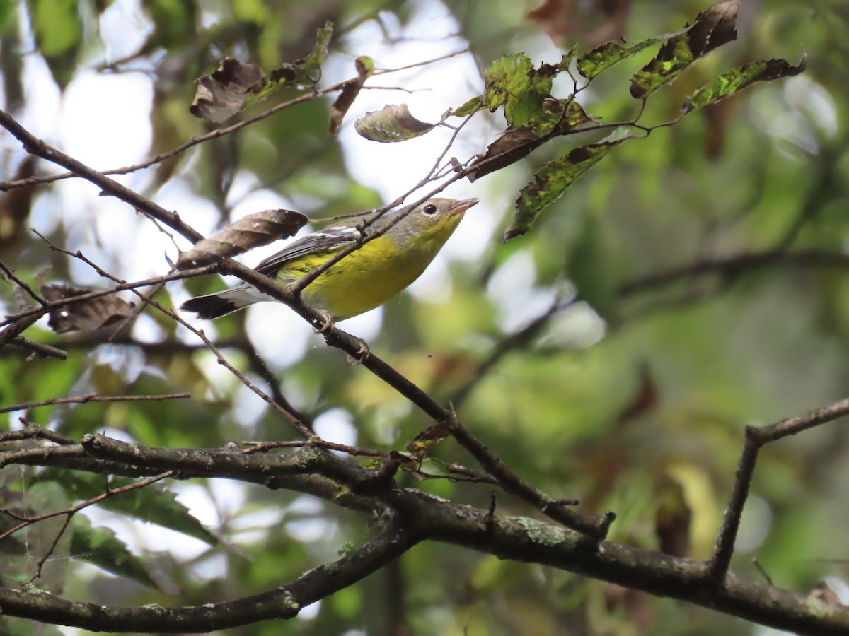 סבכון לבן-זנב - ML645927049