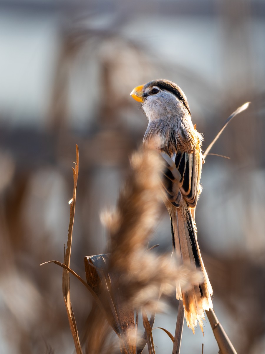 Reed Parrotbill - ML645927050