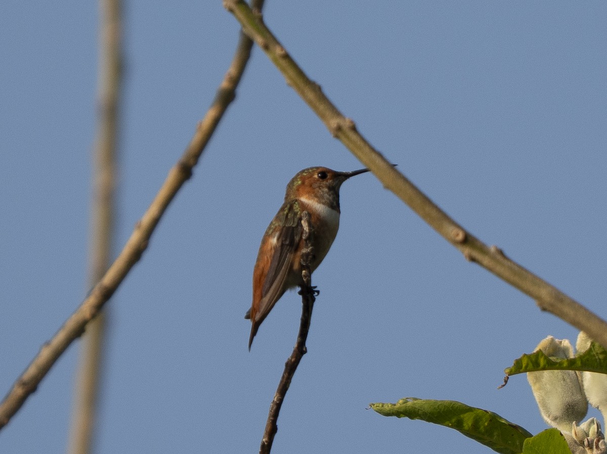 Rufous/Allen's Hummingbird - ML645927051