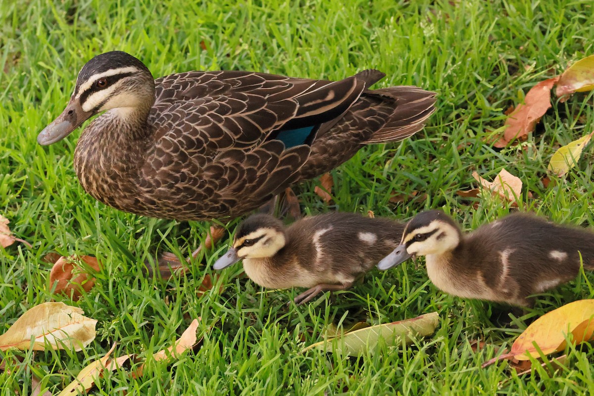 Pacific Black Duck - ML645927052