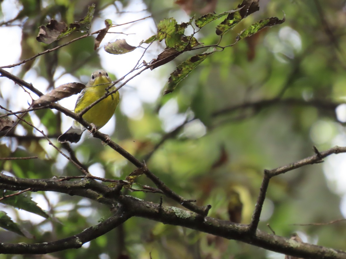 סבכון לבן-זנב - ML645927053