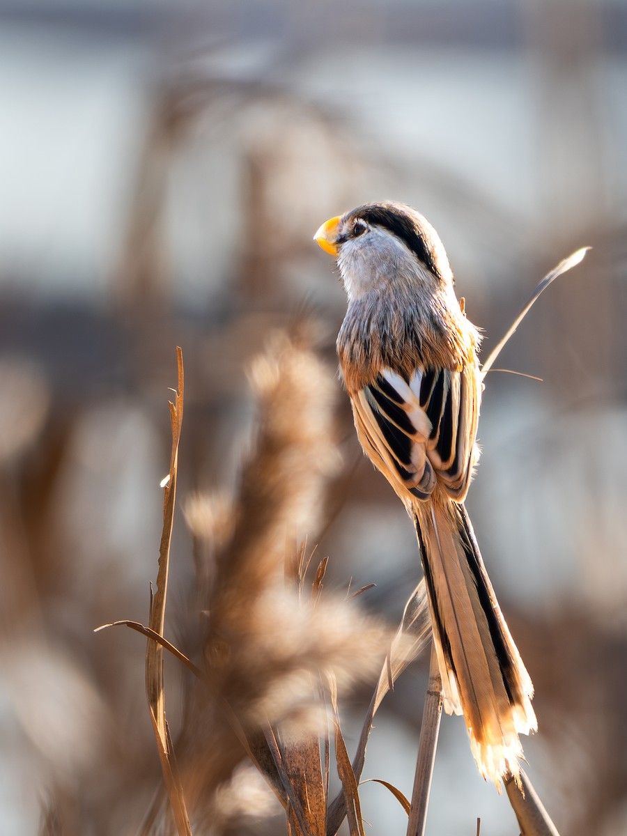 Reed Parrotbill - ML645927054