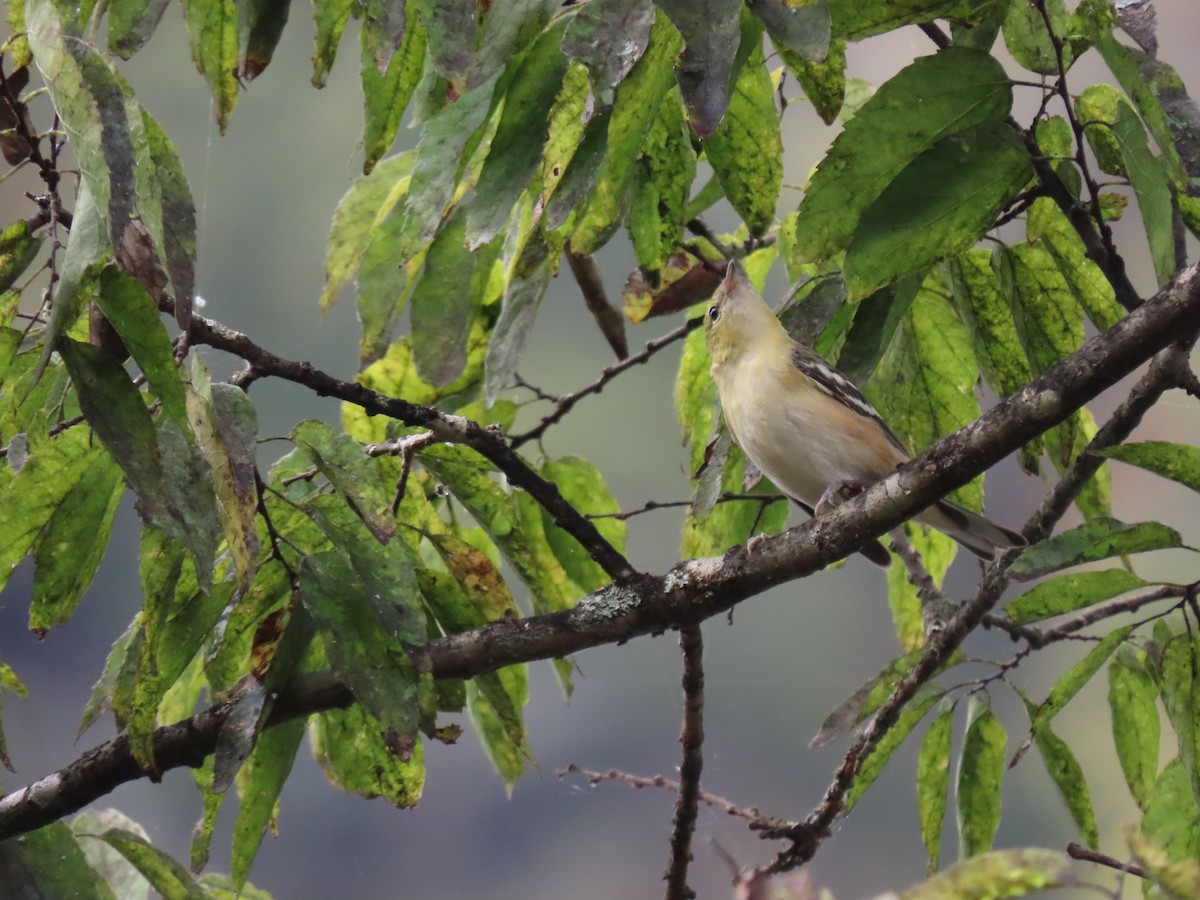סבכון חום-ראש - ML645927055