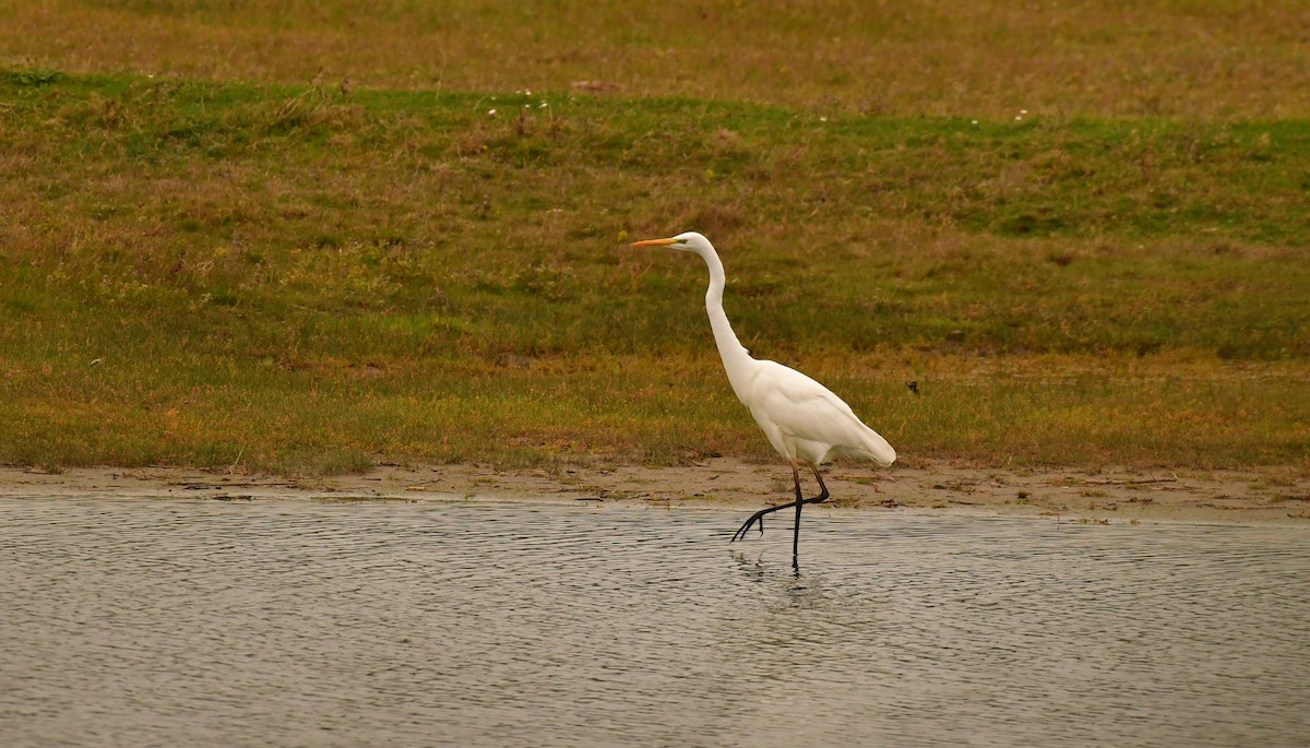 לבנית גדולה - ML645927057