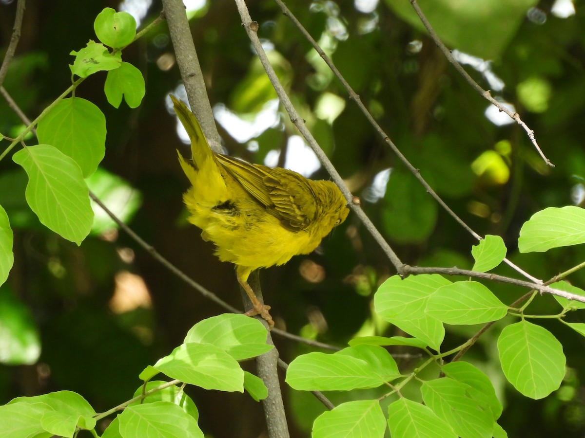 Holub's Golden-Weaver - ML645927058