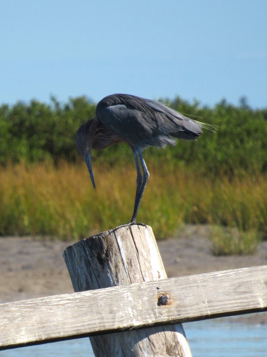 Reddish Egret - ML645927059