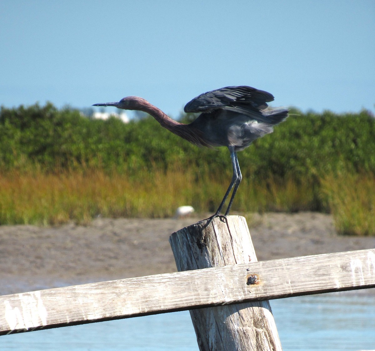 Reddish Egret - ML645927060