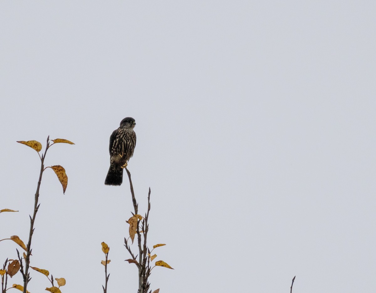 בז גמדי - ML645927061
