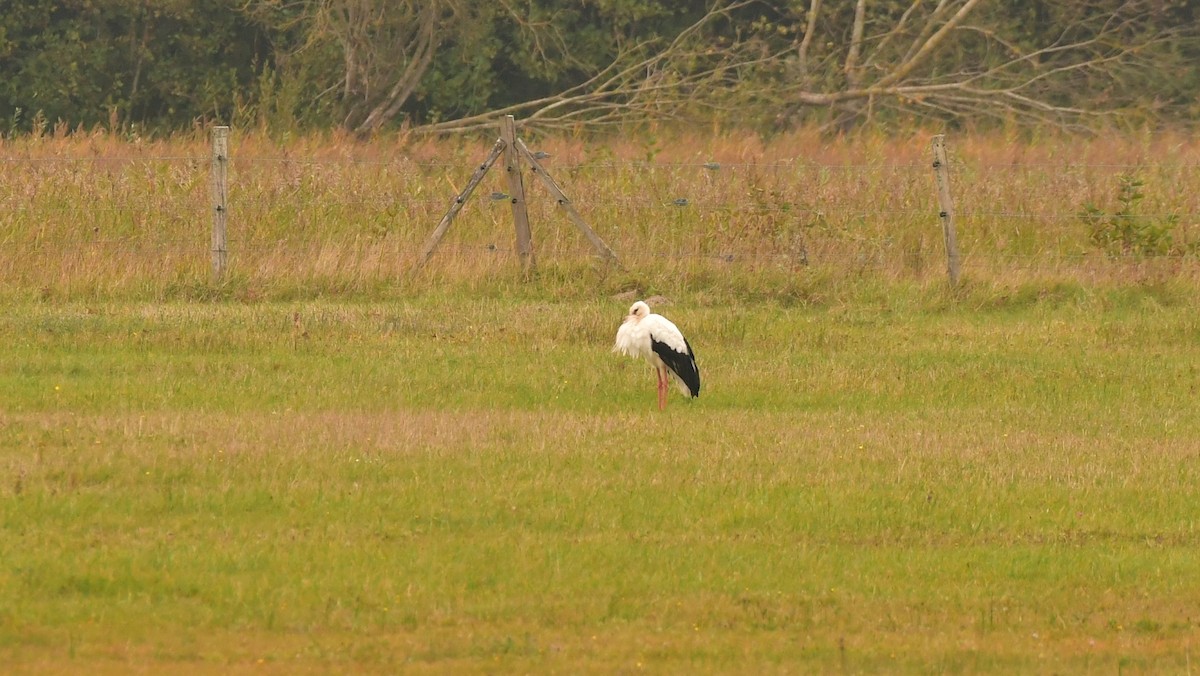 חסידה לבנה - ML645927064
