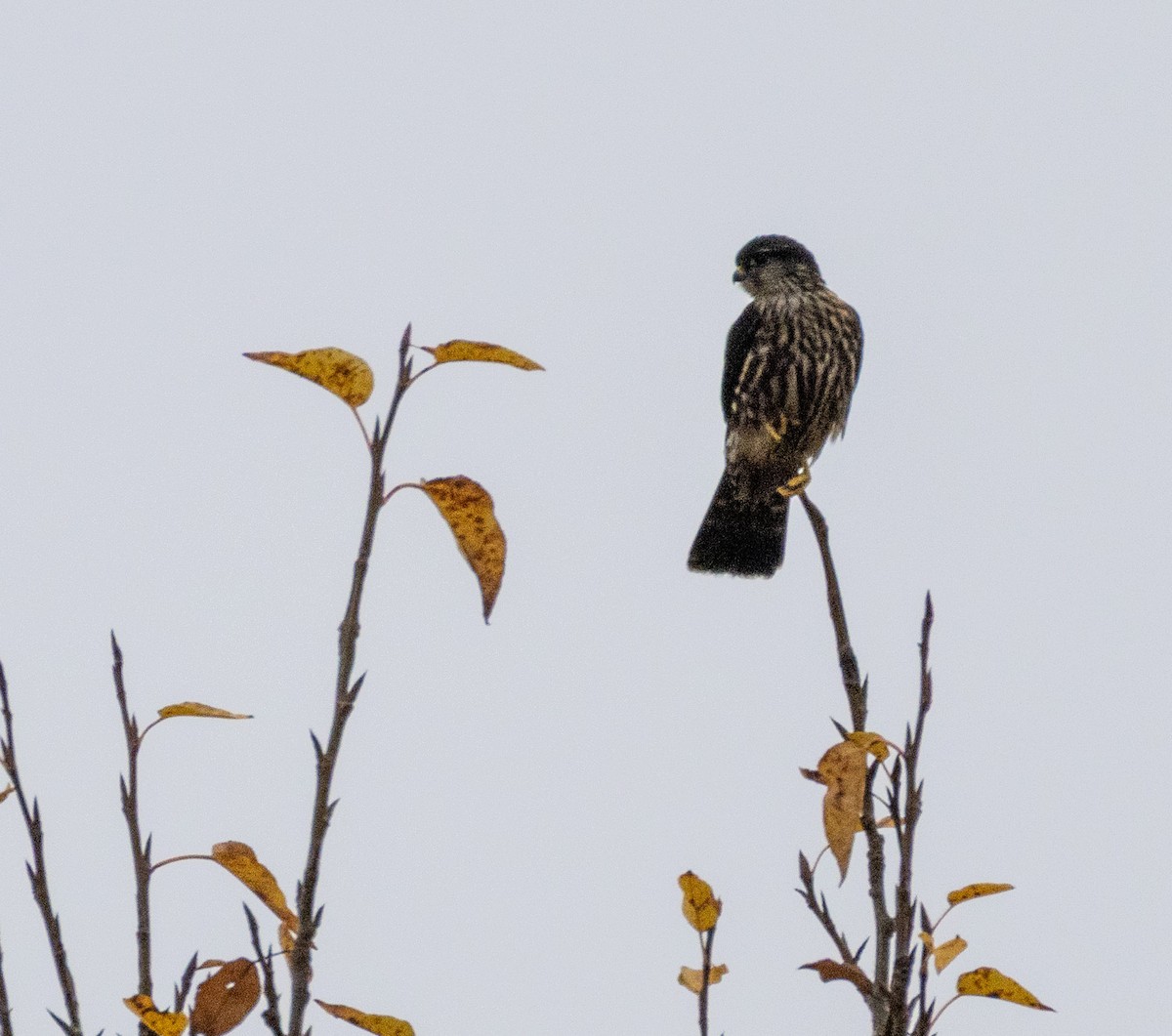 בז גמדי - ML645927065