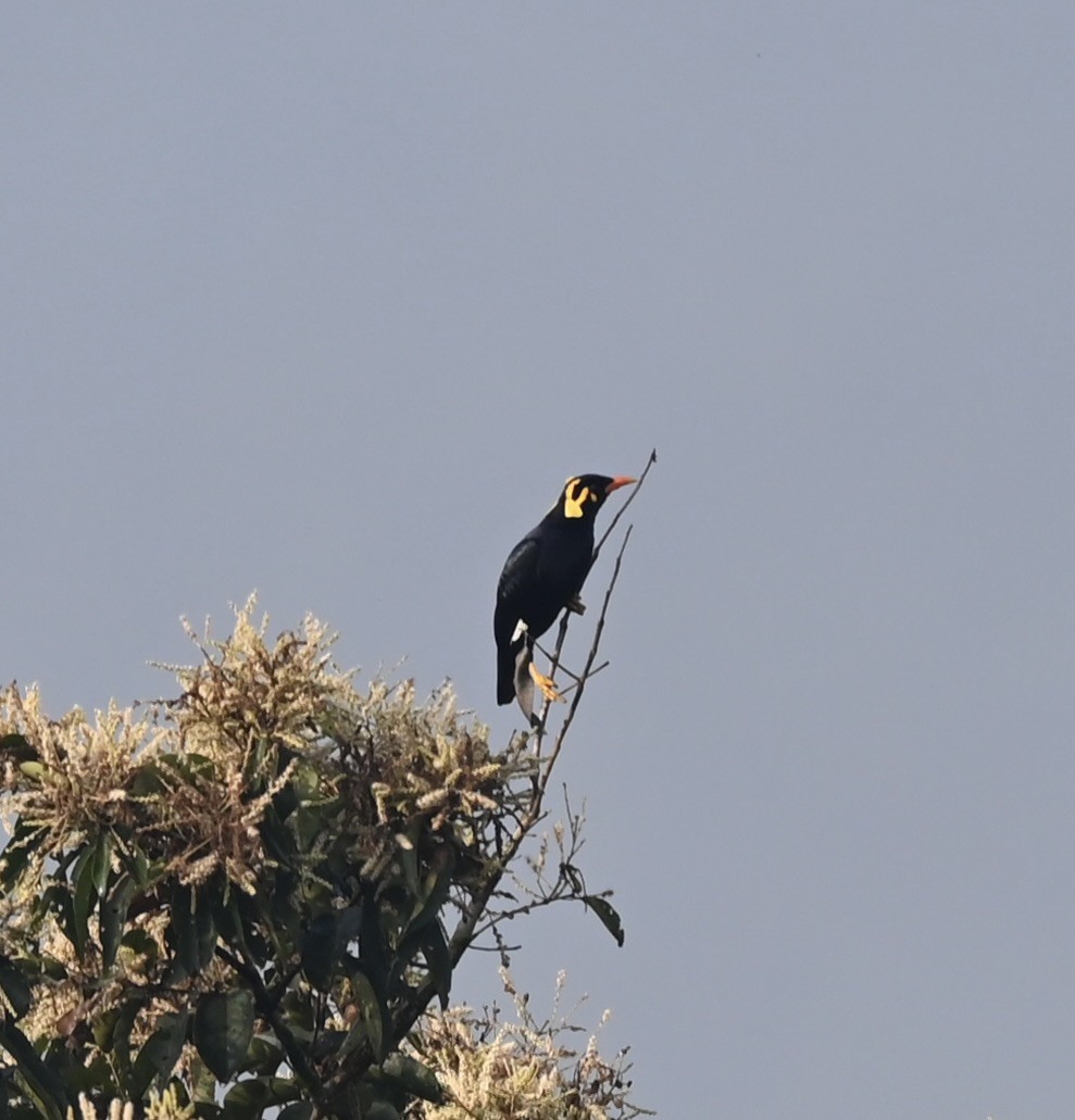 Southern Hill Myna - ML645927066