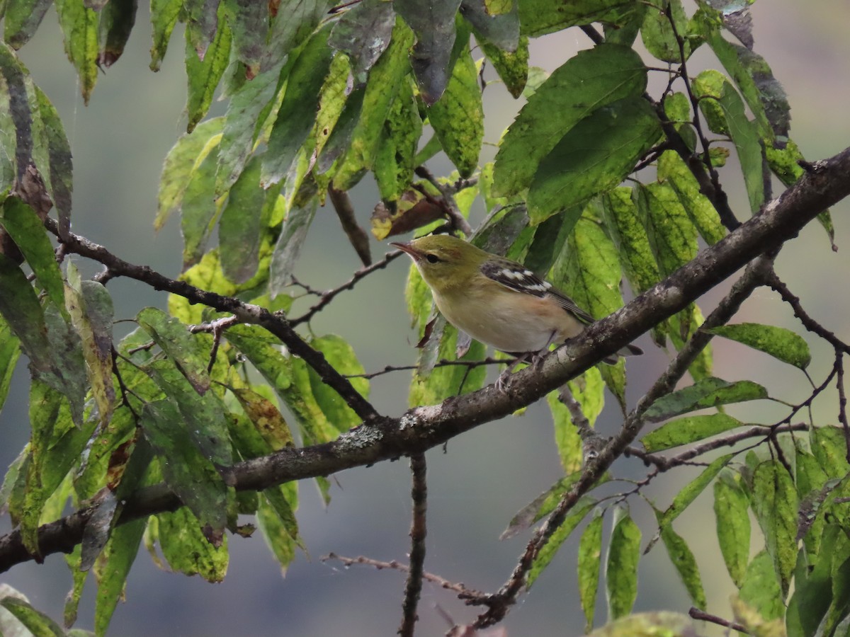 סבכון חום-ראש - ML645927067