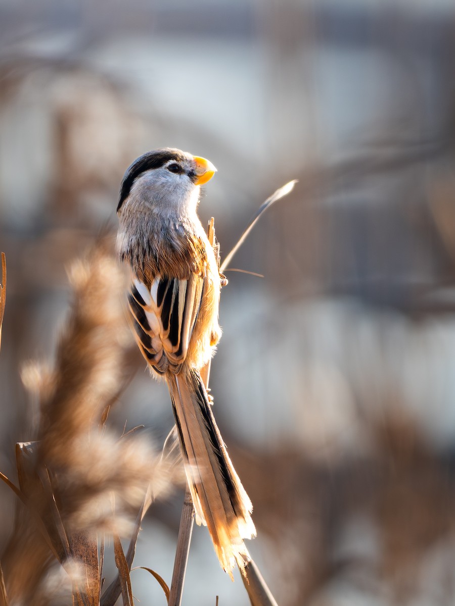 Reed Parrotbill - ML645927068