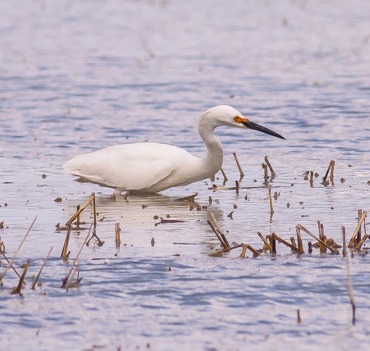 לבנית אמריקנית - ML645927069