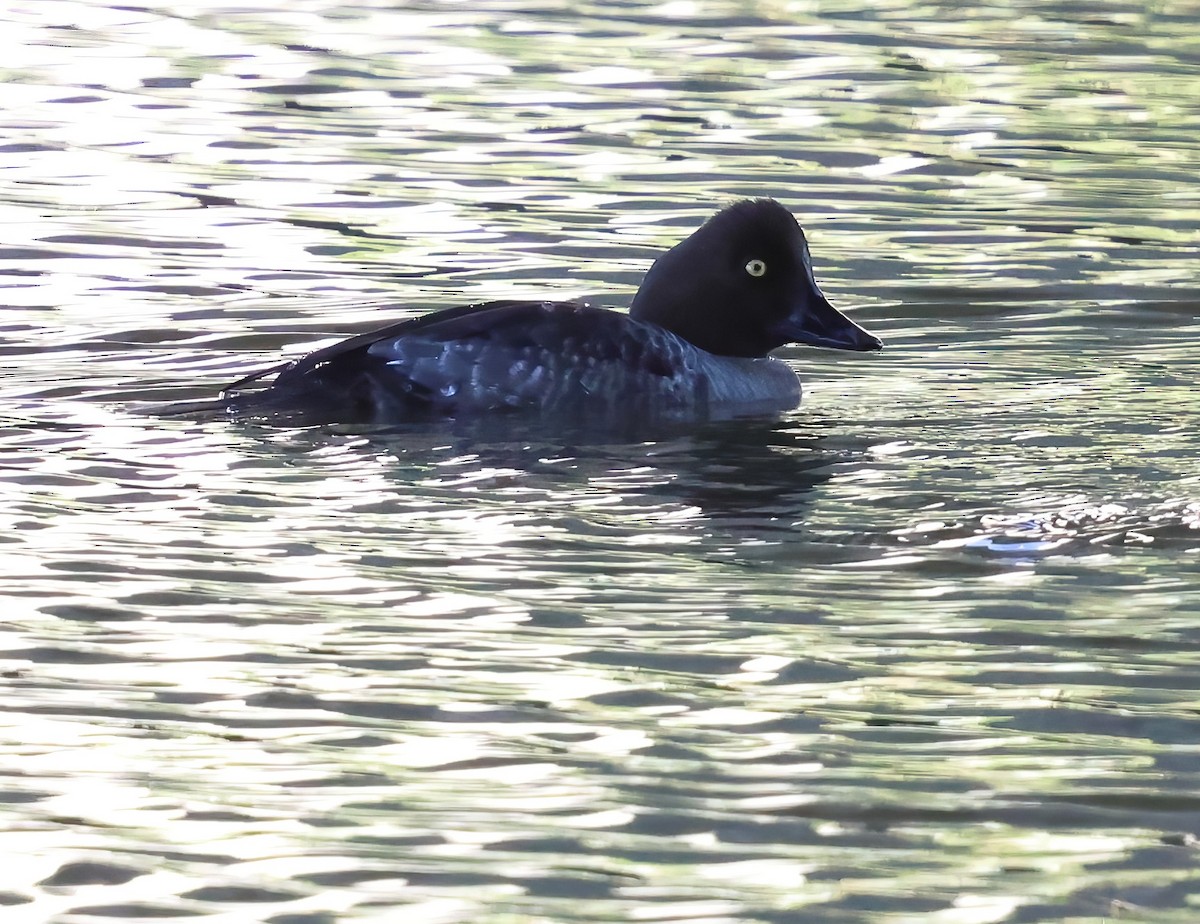 עבראש ירוק - ML645927071