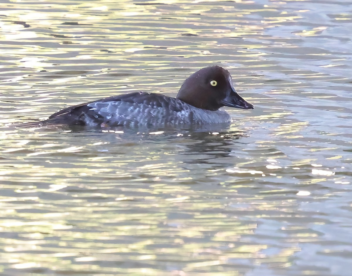 עבראש ירוק - ML645927072