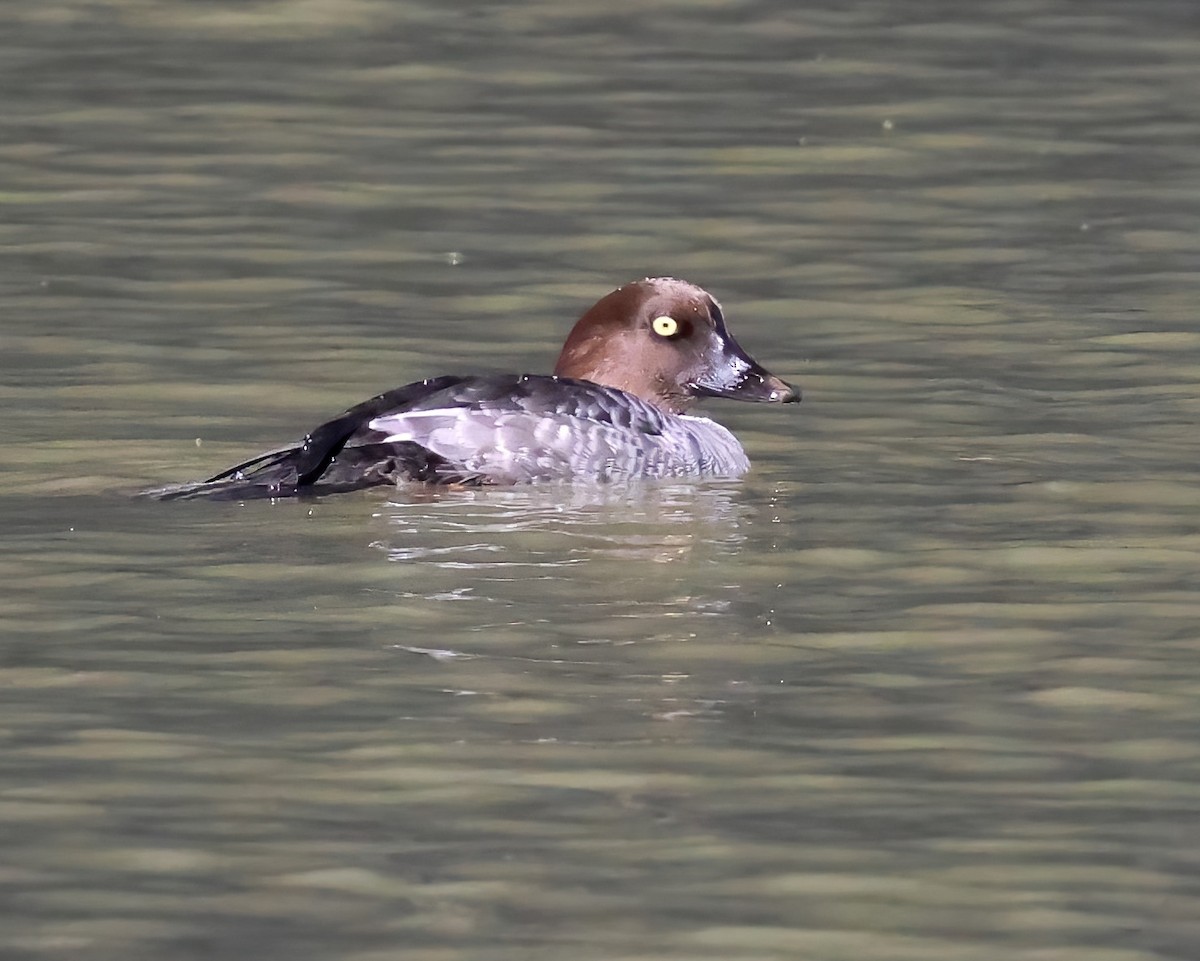 עבראש ירוק - ML645927073