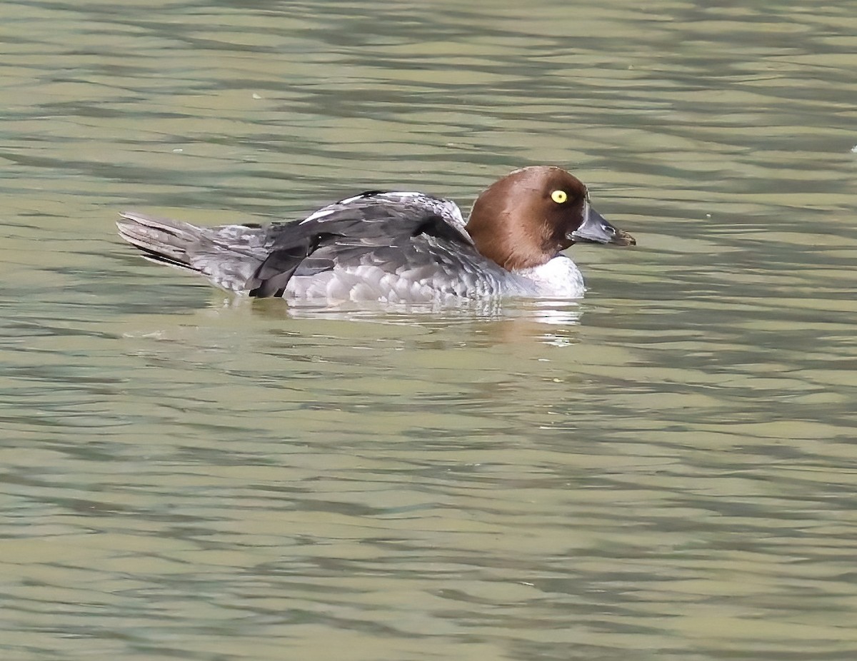 עבראש ירוק - ML645927074