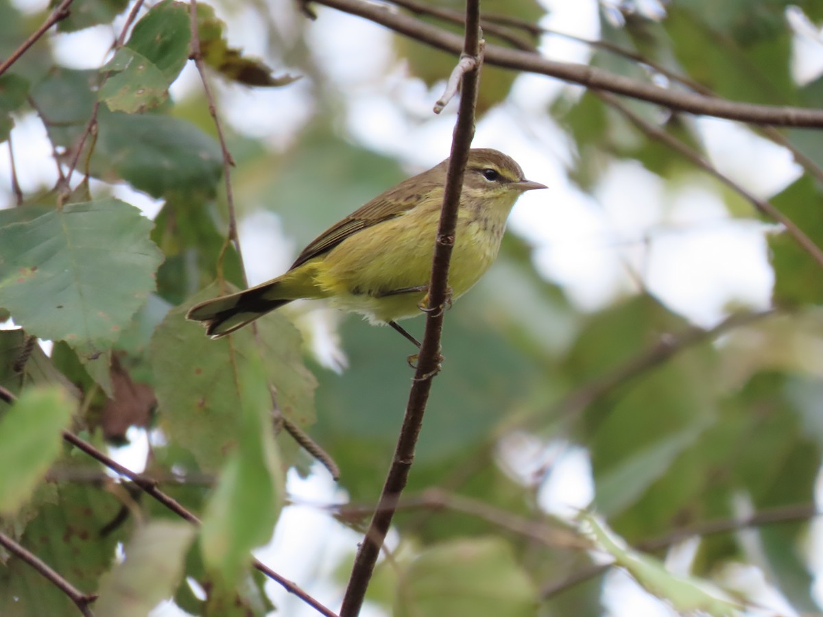 סבכון חום-כיפה - ML645927076