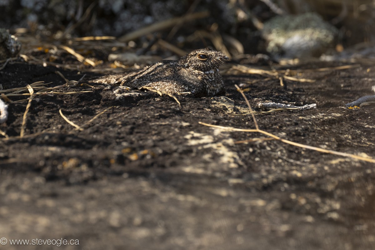 Pygmy Nightjar - ML645927078