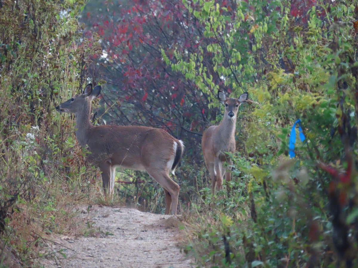 White-tailed Deer - ML645927084
