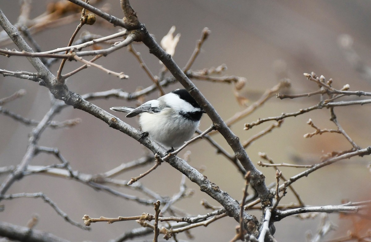 amerikameis - ML645927085