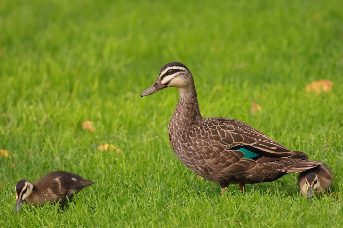 kachna pruhohlavá - ML645927086