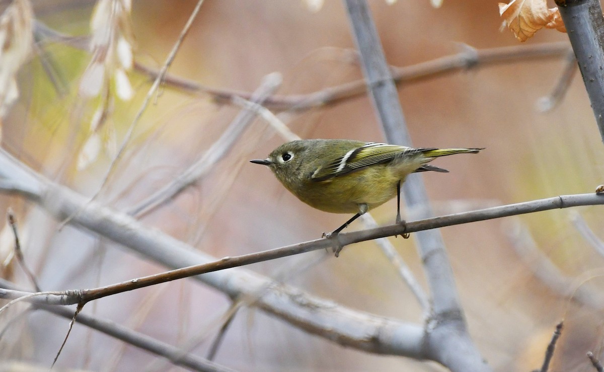 rubinfuglekonge - ML645927087