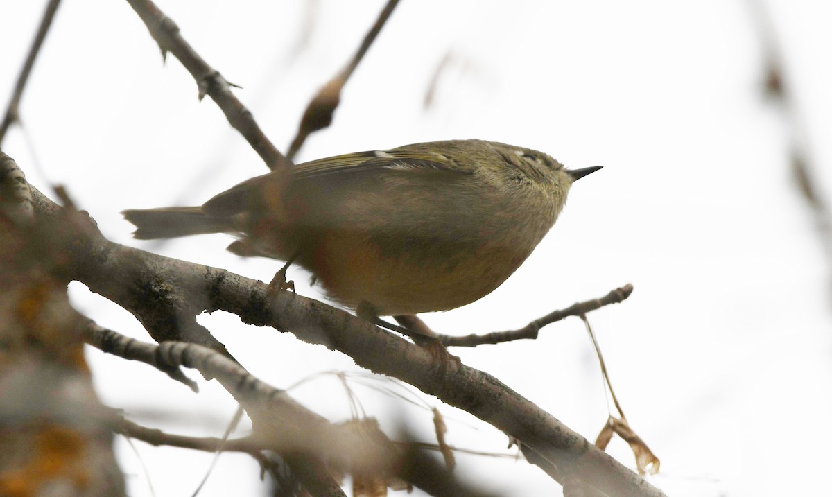 rubinfuglekonge - ML645927088