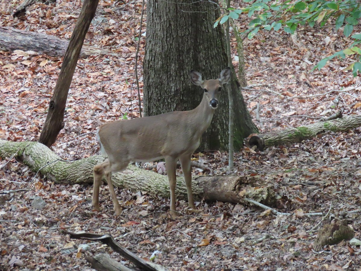 White-tailed Deer - ML645927090