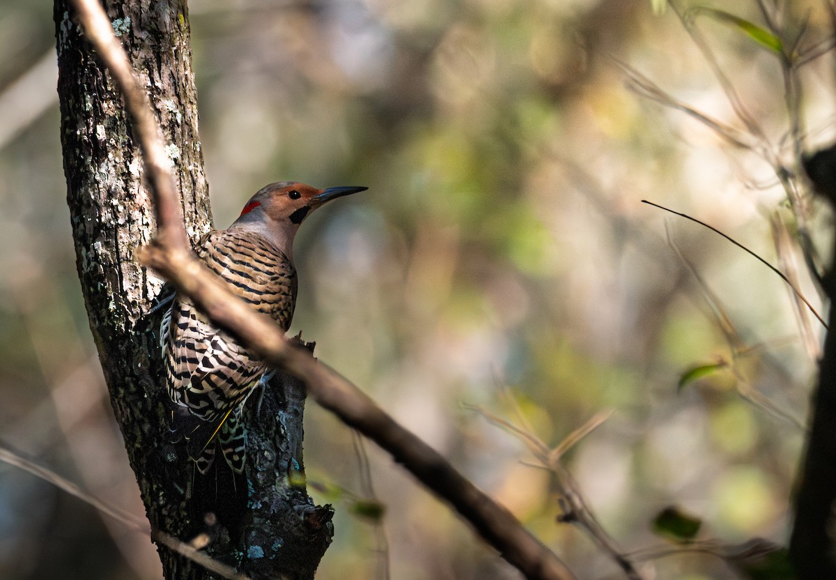 Northern Flicker - ML645927091